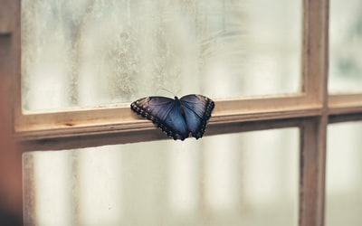 蝴蝶栖息在窗口的照片
